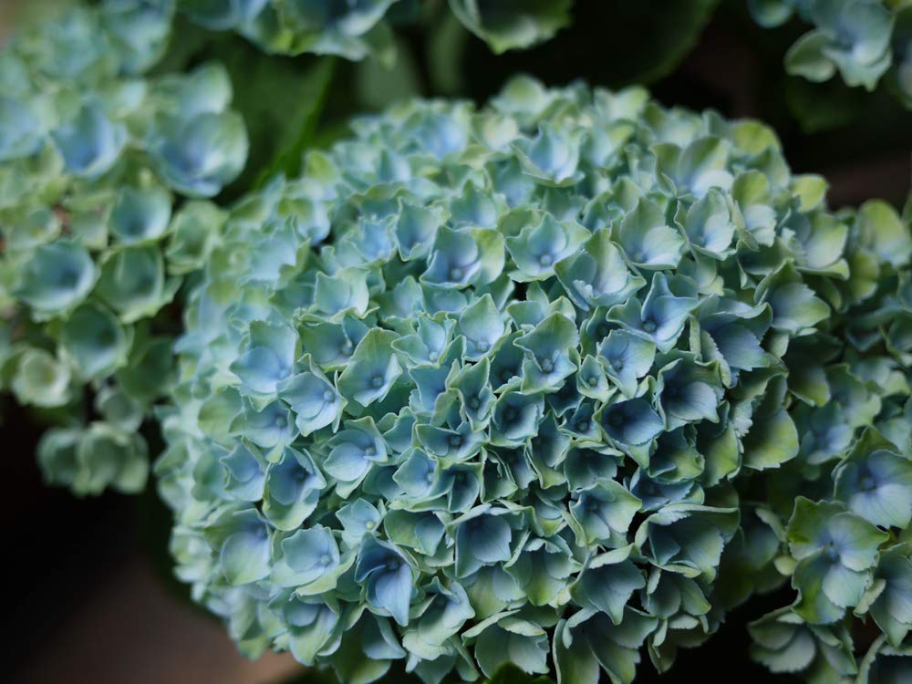 Amazon.co.jp: Hydrangea Potted Hydrangea 5 Inch Potted